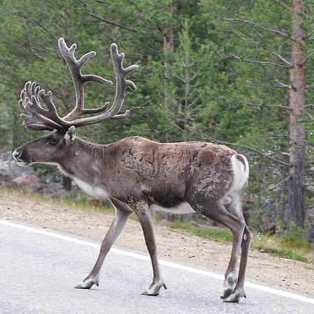 Ounasvaara Sport *